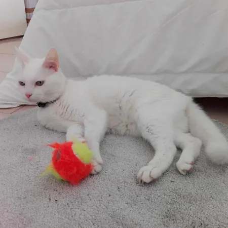 Feel 3* ساليرنو